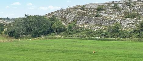 Ein grünes Feld mit einem felsigen Hügel im Hintergrund.