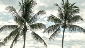 Une propriété située en bord de mer, agrémentée de palmiers, dotée d’une piscine et offrant une vue sur l’océan.