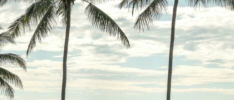 A beachfront property with palm trees, a pool area, and a view of the ocean.
