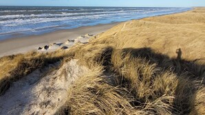 A beach with sand dunes and the ocean.