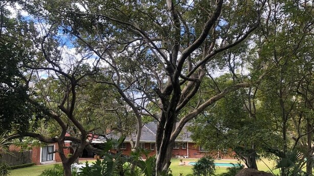 A large tree in a backyard with a house and a swimming pool in the background. - 14 on Carnarvon (Bulawayo)