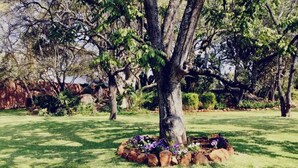 A tree with a flower bed in a grassy area. - 14 on Carnarvon (Bulawayo)