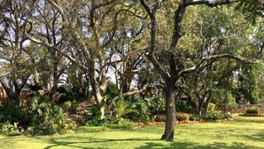 A well-maintained grassy area with mature trees and a variety of shrubs. - 14 on Carnarvon (Bulawayo)
