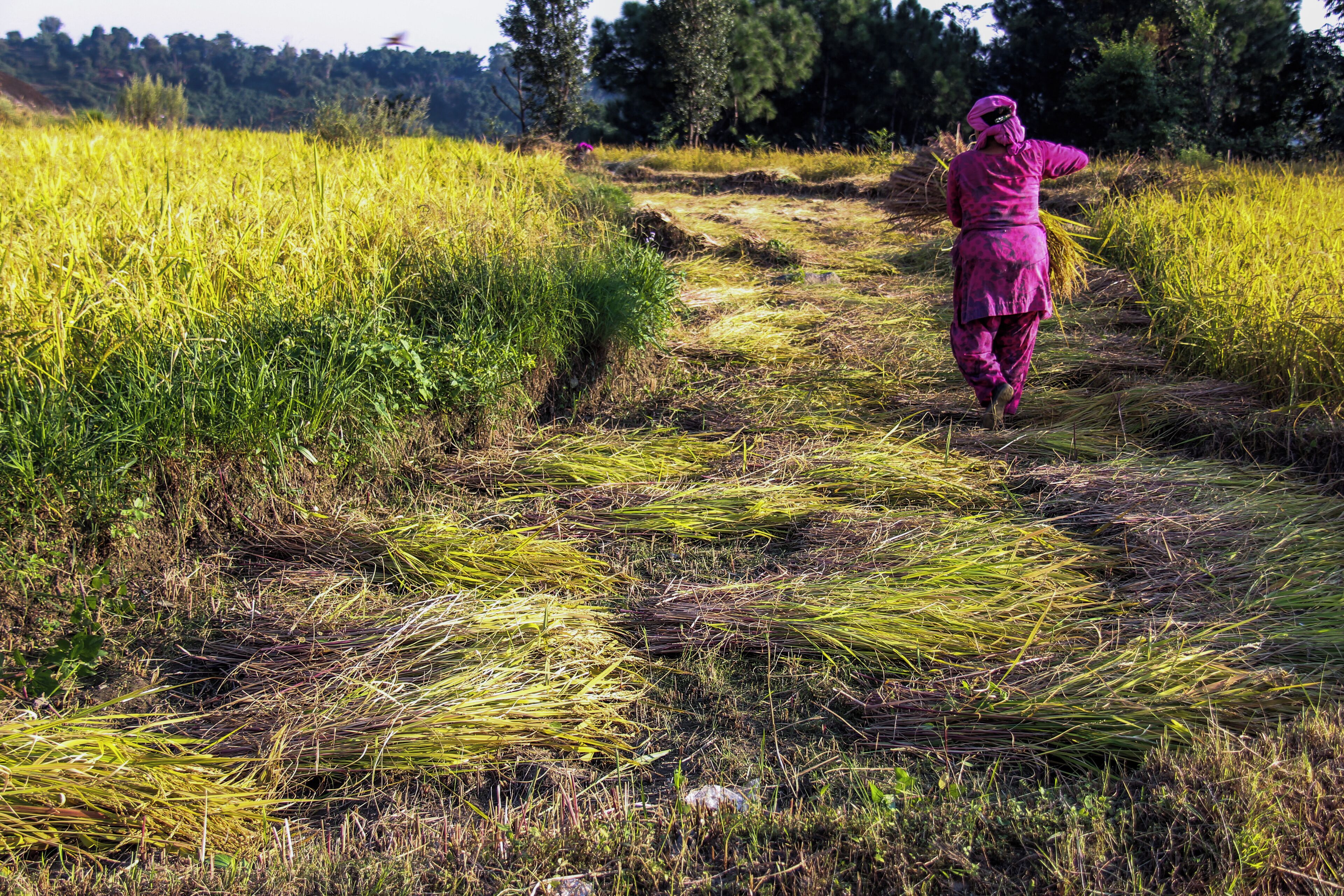 A person walking through a field of harvested crops.