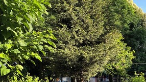 Un parc avec différentes espèces d’arbres et un banc.