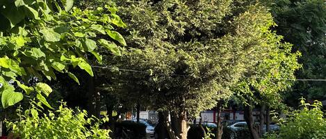 Jardin
