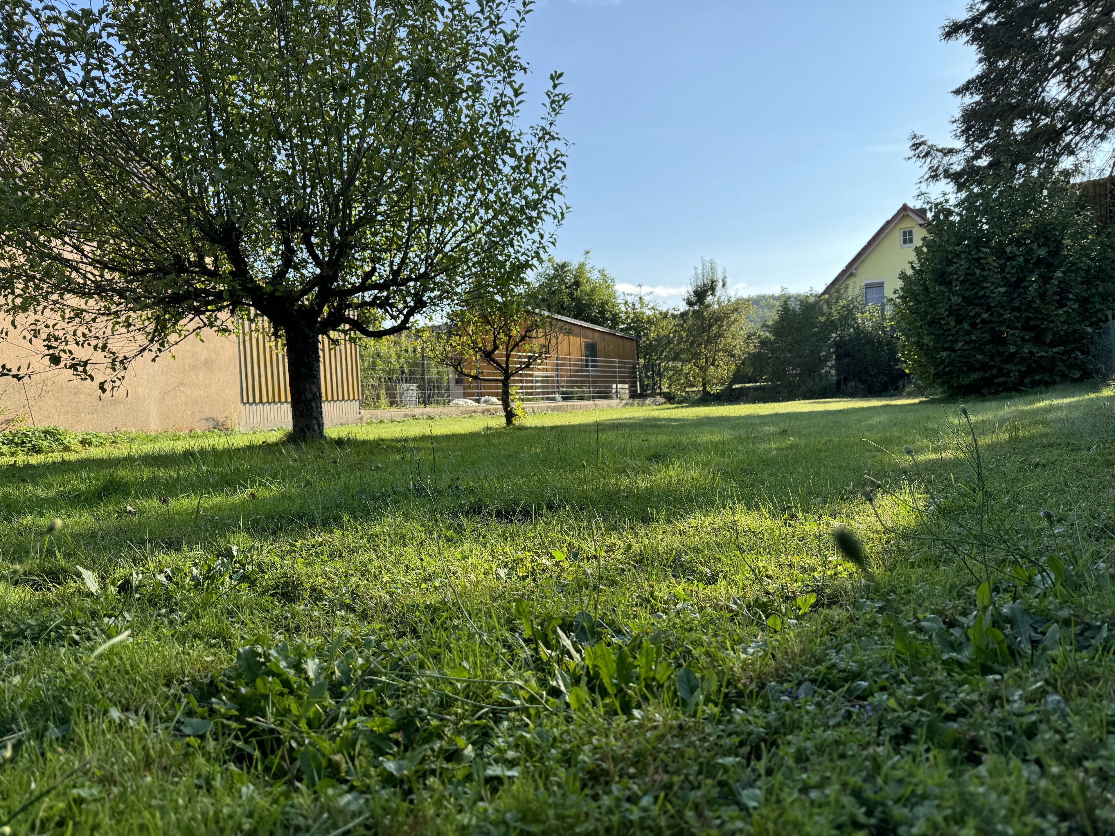 A grassy area with a tree and a building in the background.