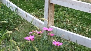 A cat sitting on a wooden fence in a garden with flowers. - Private yurt perfect for your Magic Valley stay. (Buhl)