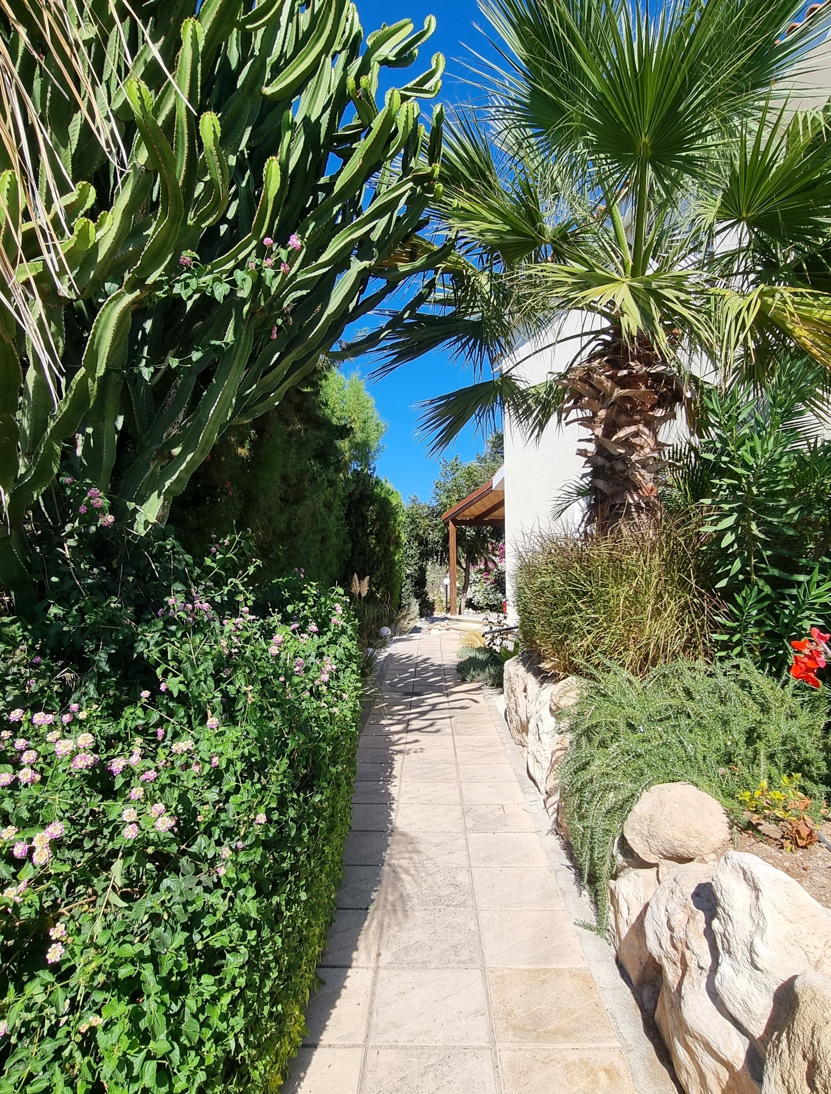 Ein Gartenpfad, gesäumt von Kakteen, blühenden Pflanzen und einer Palme.