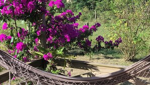 Eine Hängematte in einem Garten mit leuchtend violetten Blumen und einer Holzterrasse.