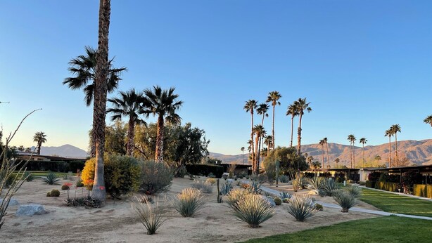 A landscaped garden with palm trees, cacti, and a grassy area.