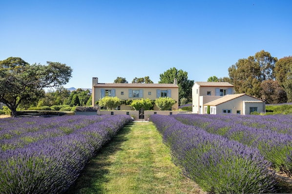 A large house with a garden in front, surrounded by lavender fields. - French Fields NZ (Fairhall)