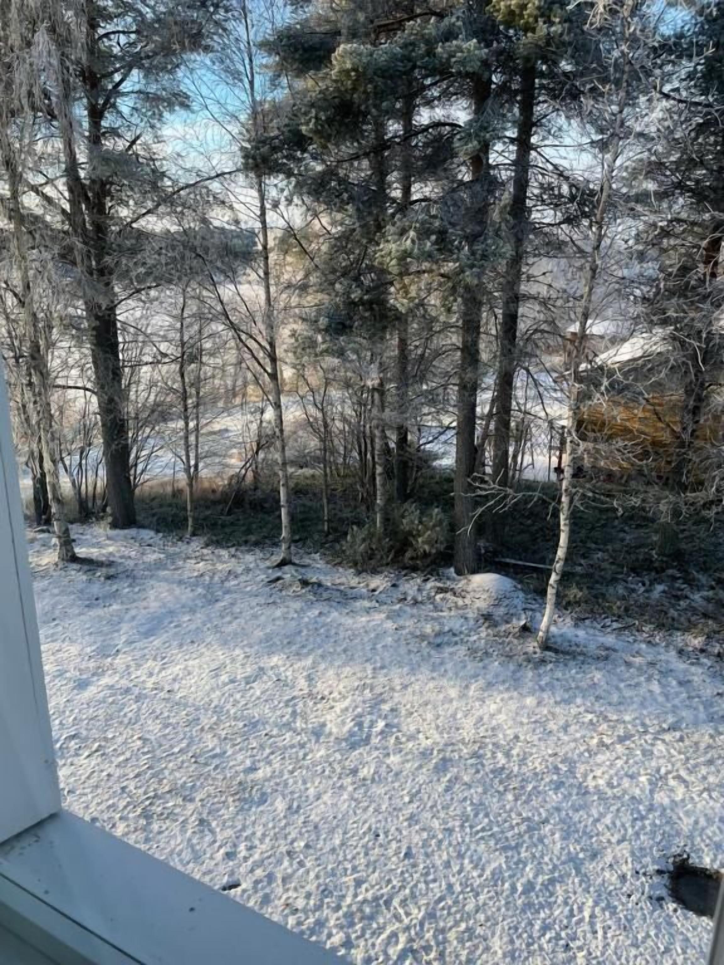 A snowy outdoor area with trees and a building in the background.