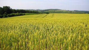 A vast field of crops under a clear sky. - STARRY SKY COTTAGE 17 (Kitami)