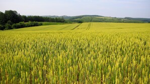 A vast field of crops under a clear sky. - STARRY SKY COTTAGE 16 (Kitami)