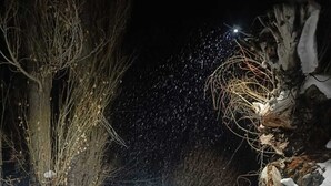 Área externa coberta de neve, com um muro de pedra e árvores sem folhas.