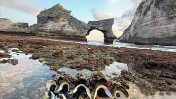 Une main tenant une collection de coquillages, avec en arrière-plan un paysage côtier caractérisé par des formations rocheuses et une arche naturelle.