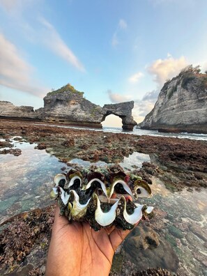 Une main tenant une collection de coquillages, avec en arrière-plan un paysage côtier caractérisé par des formations rocheuses et une arche naturelle.