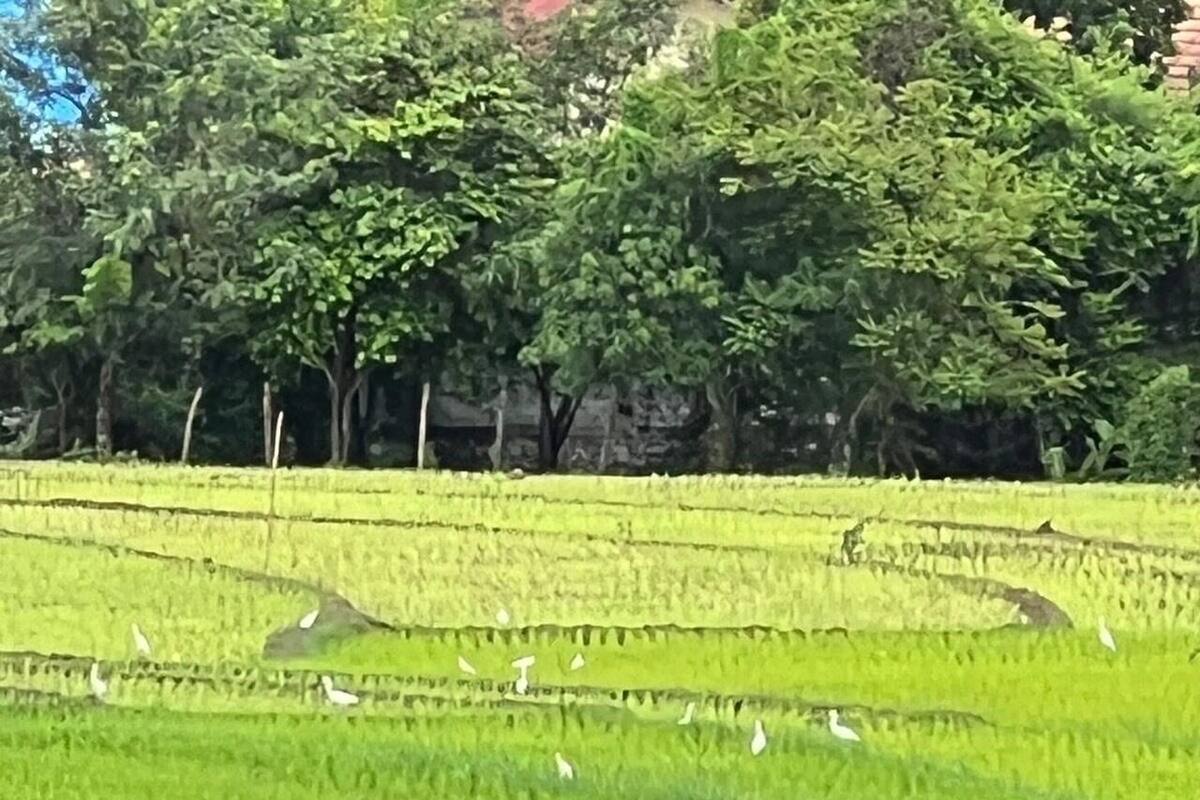A rice paddy field with several white birds, likely egrets, and a backdrop of dense green trees.