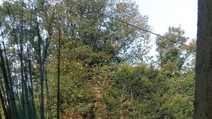 A playground with a slide and swings, surrounded by trees and a potted plant. - Ferienhaus "gängelbach" Auszeit im Grünen bei Bachrauschen! (Weinheim)