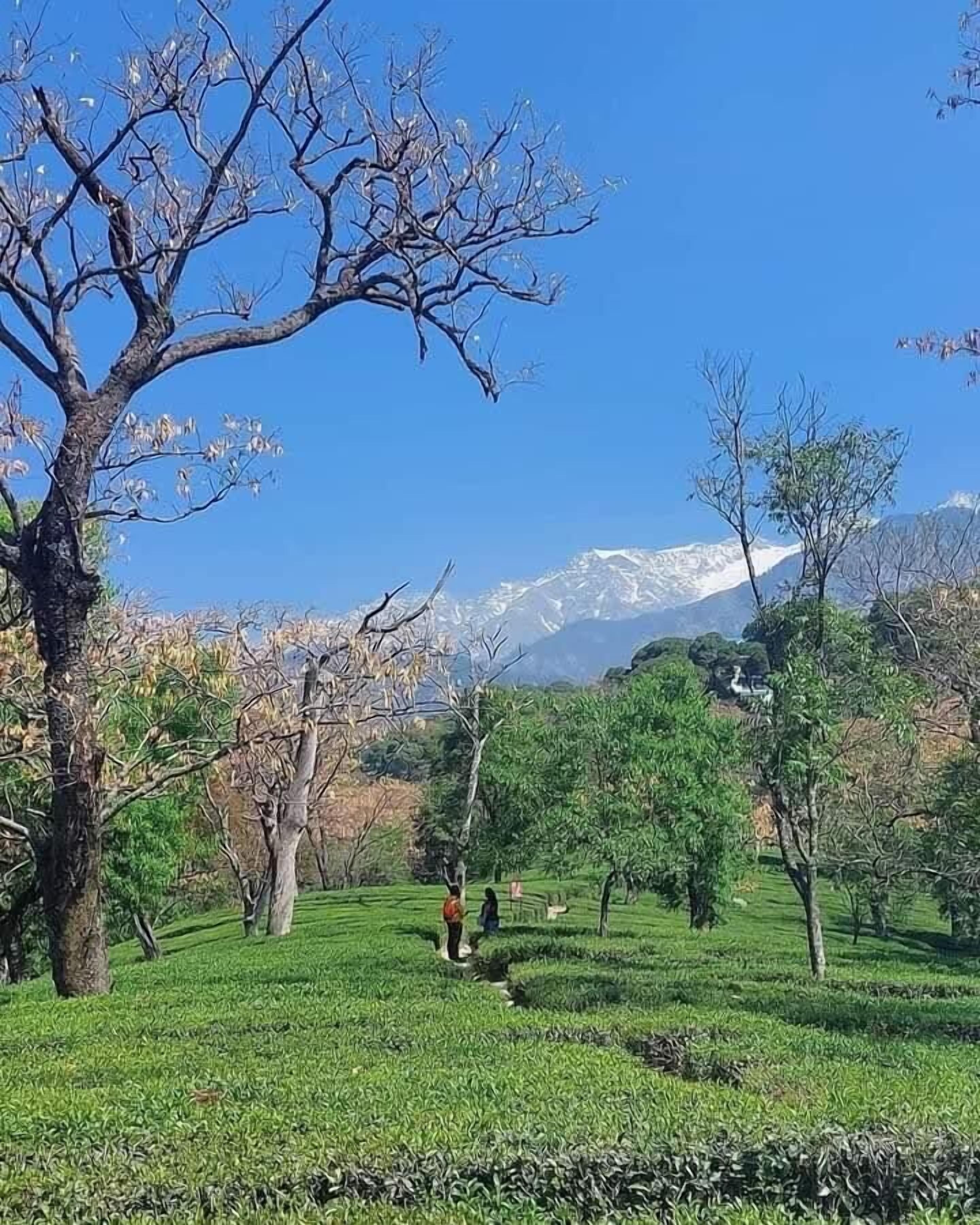 A serene landscape with a clear sky, a large tree with blossoms, and a distant snow-capped mountain.