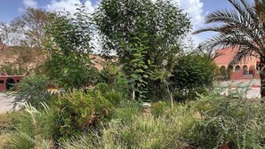 Un giardino con diverse piante e un grande albero sullo sfondo.