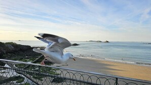 A seagull in flight near a coastal area with a fence and rocky terrain. - Magnifique vue Pleine mer à la Perle Marine - La Terrasse (Dinard)