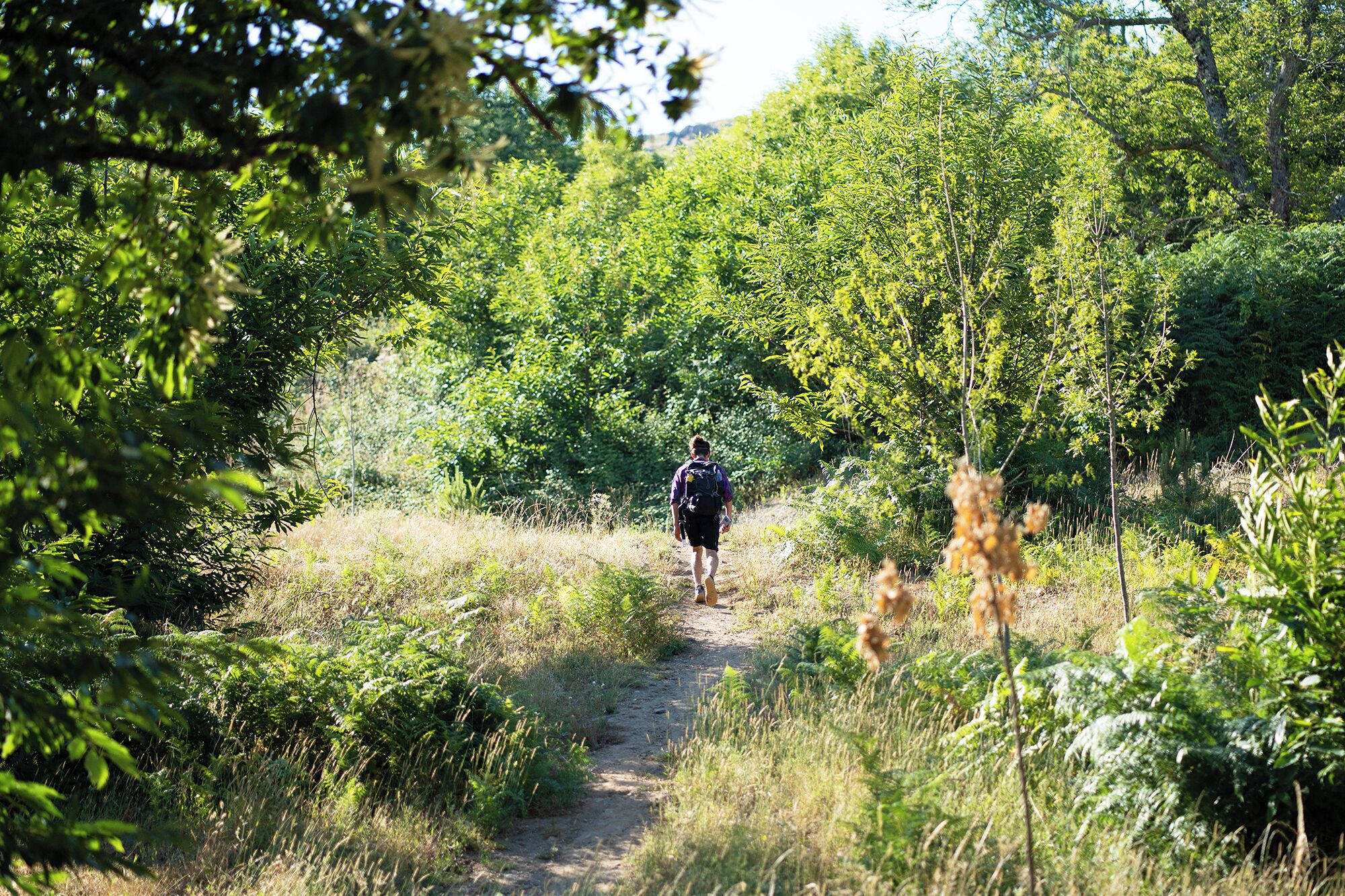A person walking on a dirt path surrounded by dense green foliage.