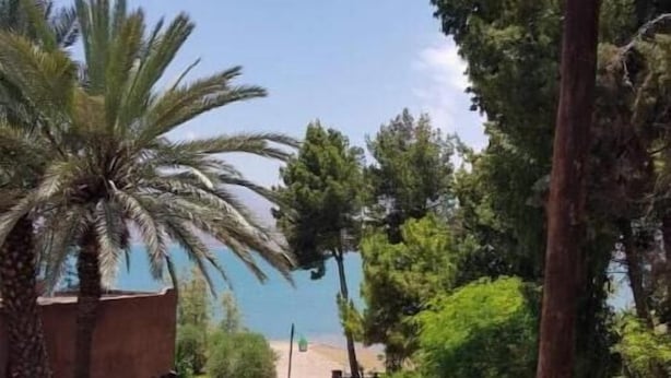 Un camino de piedra que lleva a una playa, rodeado de palmeras y vegetación.