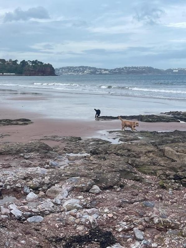 Una playa rocosa con olas, una persona caminando y un perro.