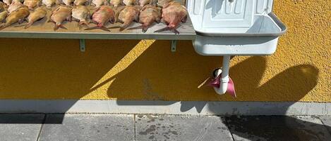 Un lavamanos con un grifo y una bandeja de aves muertas.