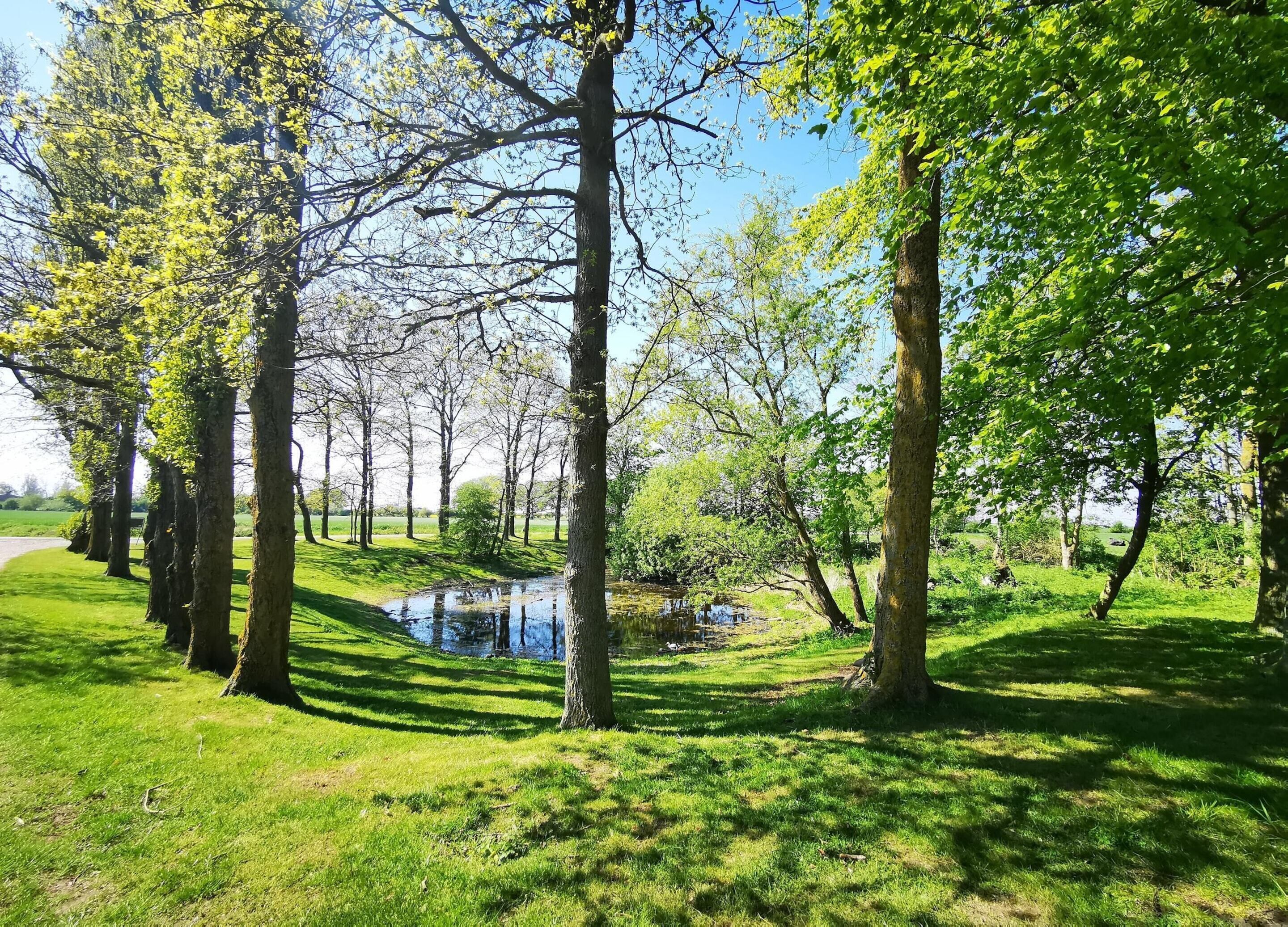 Un parc avec un étang, des arbres et une pelouse.