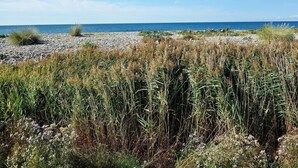Eine Küstenlandschaft mit kiesigem Strand und dichter Vegetation im Vordergrund.