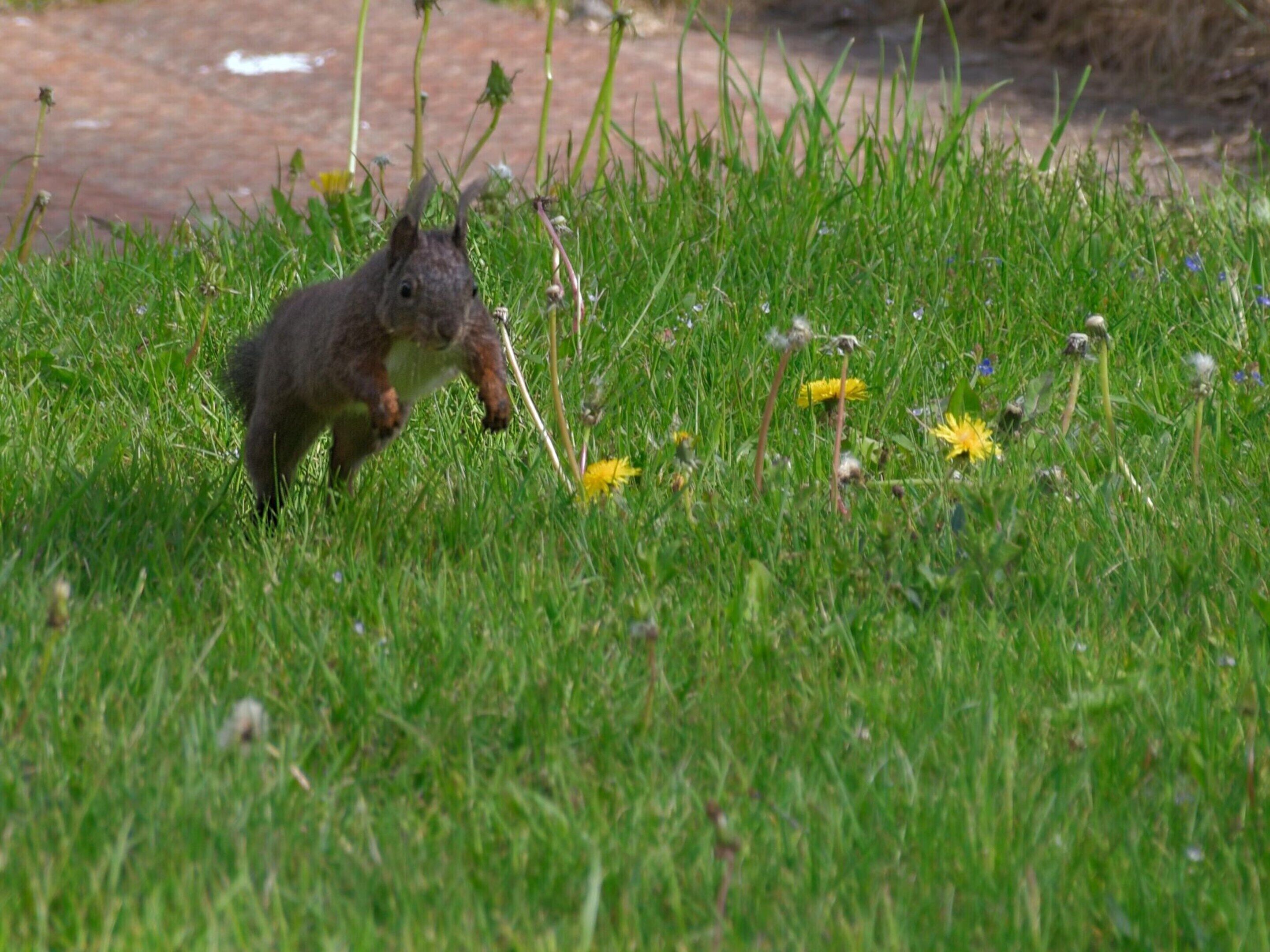 A squirrel in a grassy area with dandelions and wildflowers.