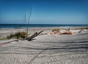 A sandy beach with driftwood and grass. - Studio in Buchholz am Mueritzsee (Buchholz)