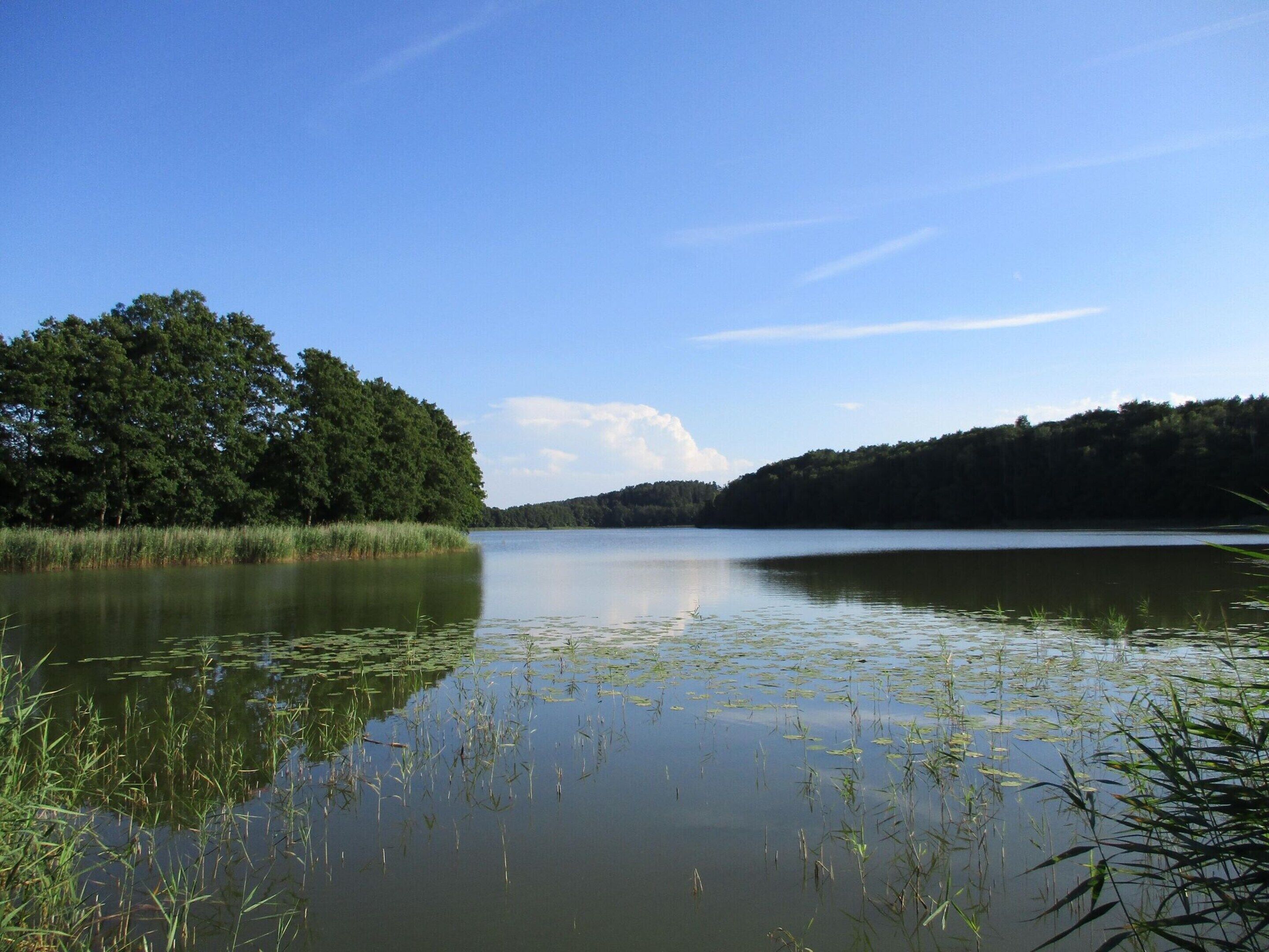 Un lac paisible, entouré d’une forêt dense.