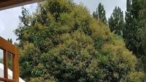 Superior Double or Twin Room, Balcony, Garden View | Terrace/patio - The Gate Guesthouse (Clarens)