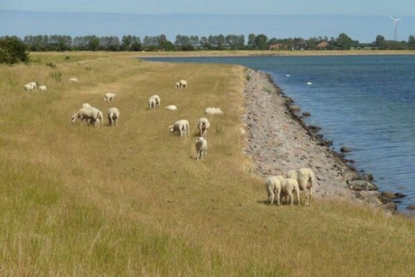 Leilighet | Utsikt fra overnattingsstedet