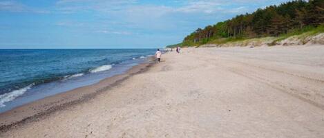 A beach with a sandy shore and a forested area in the background.