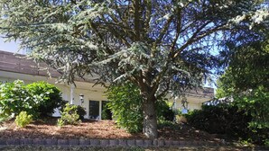 A building with a large tree in front, surrounded by a landscaped garden with mulch and a brick border. - Ferienwohnung mit Weitem Ausblick in Altenau (Clausthal-Zellerfeld)