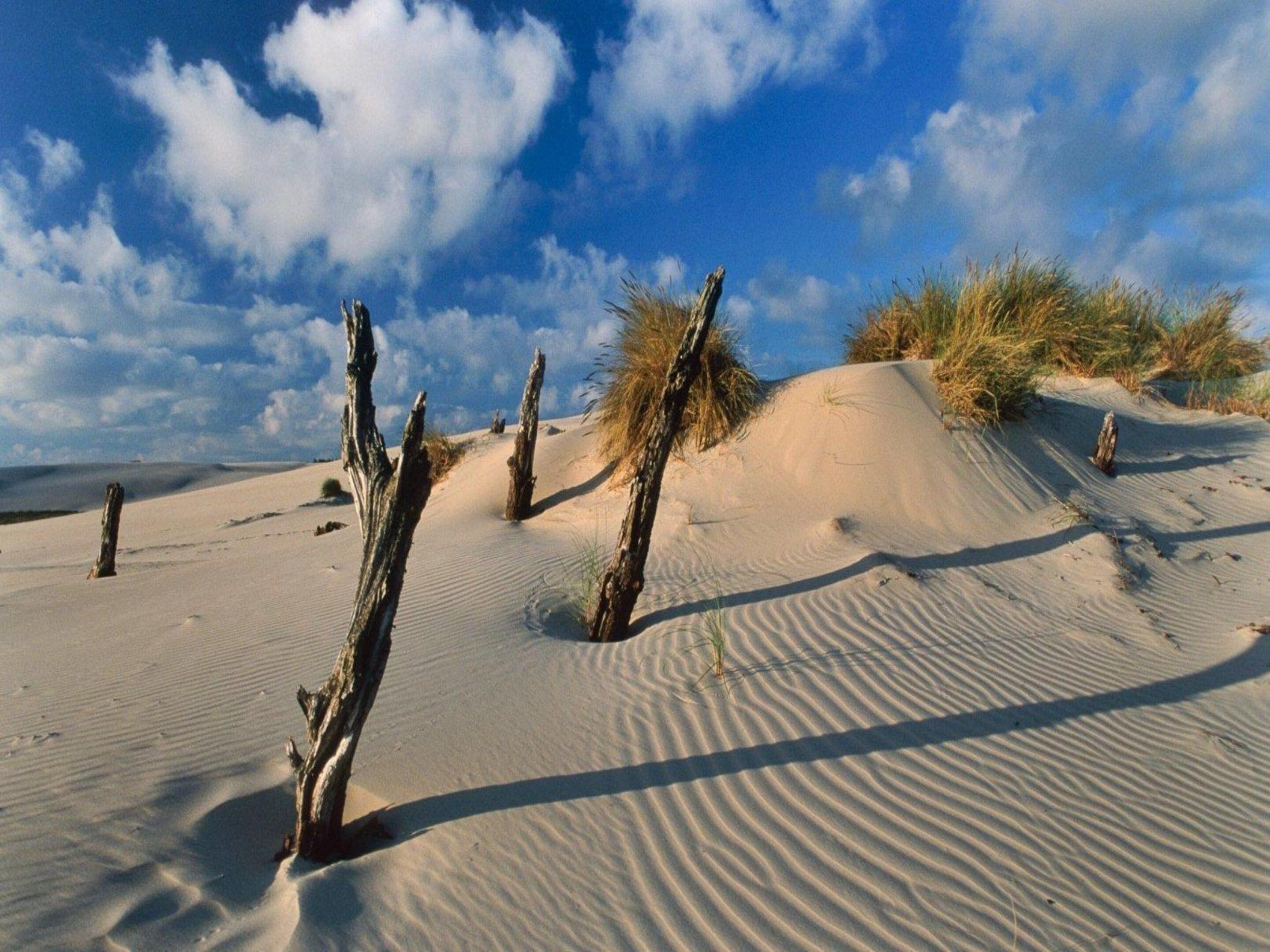 A desert landscape with sand dunes and sparse vegetation.