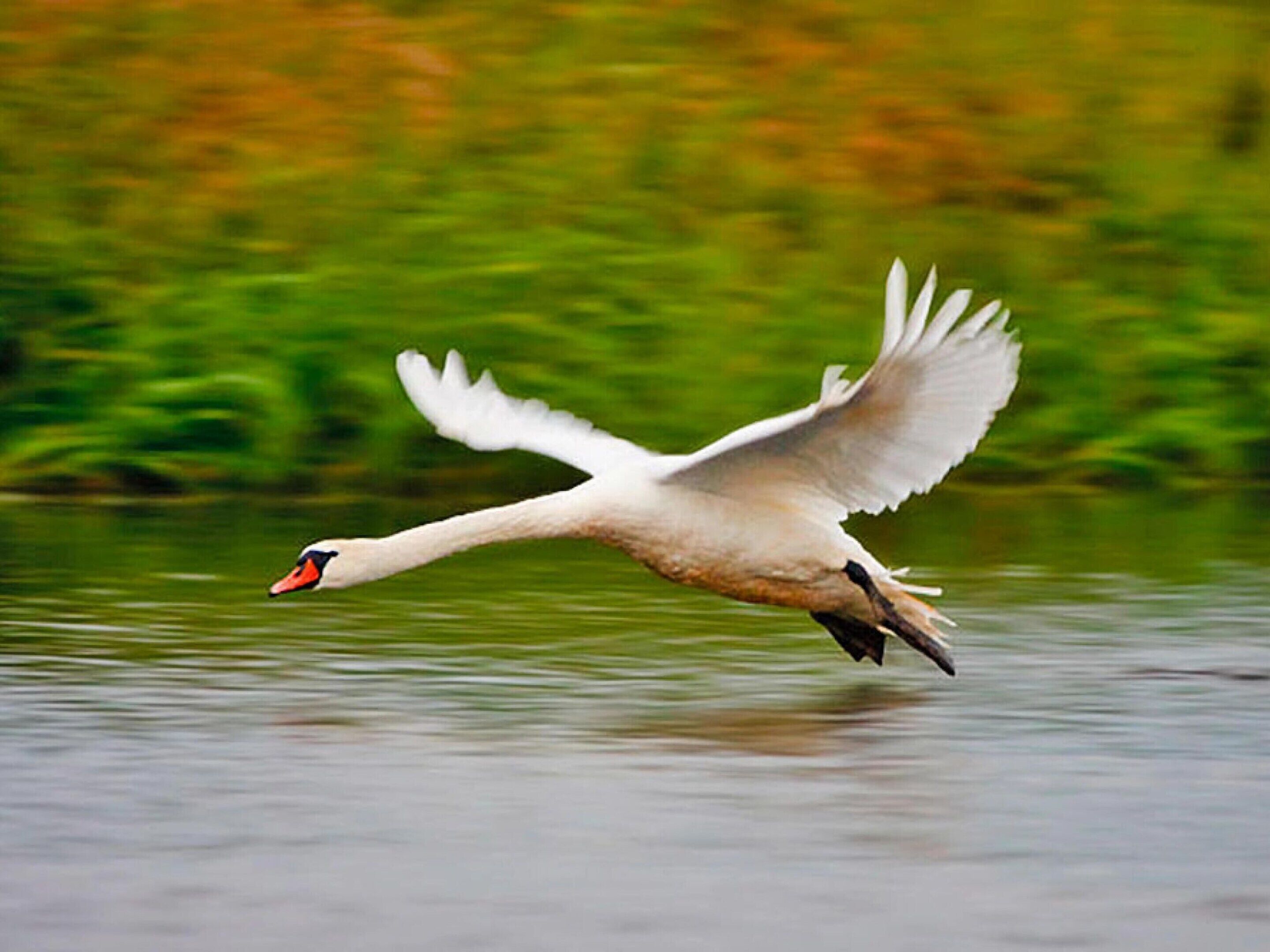A swan in flight over a body of water.