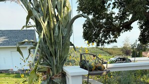 Un jardín con una planta de maíz, un soporte de metal con calabazas y una cerca blanca.