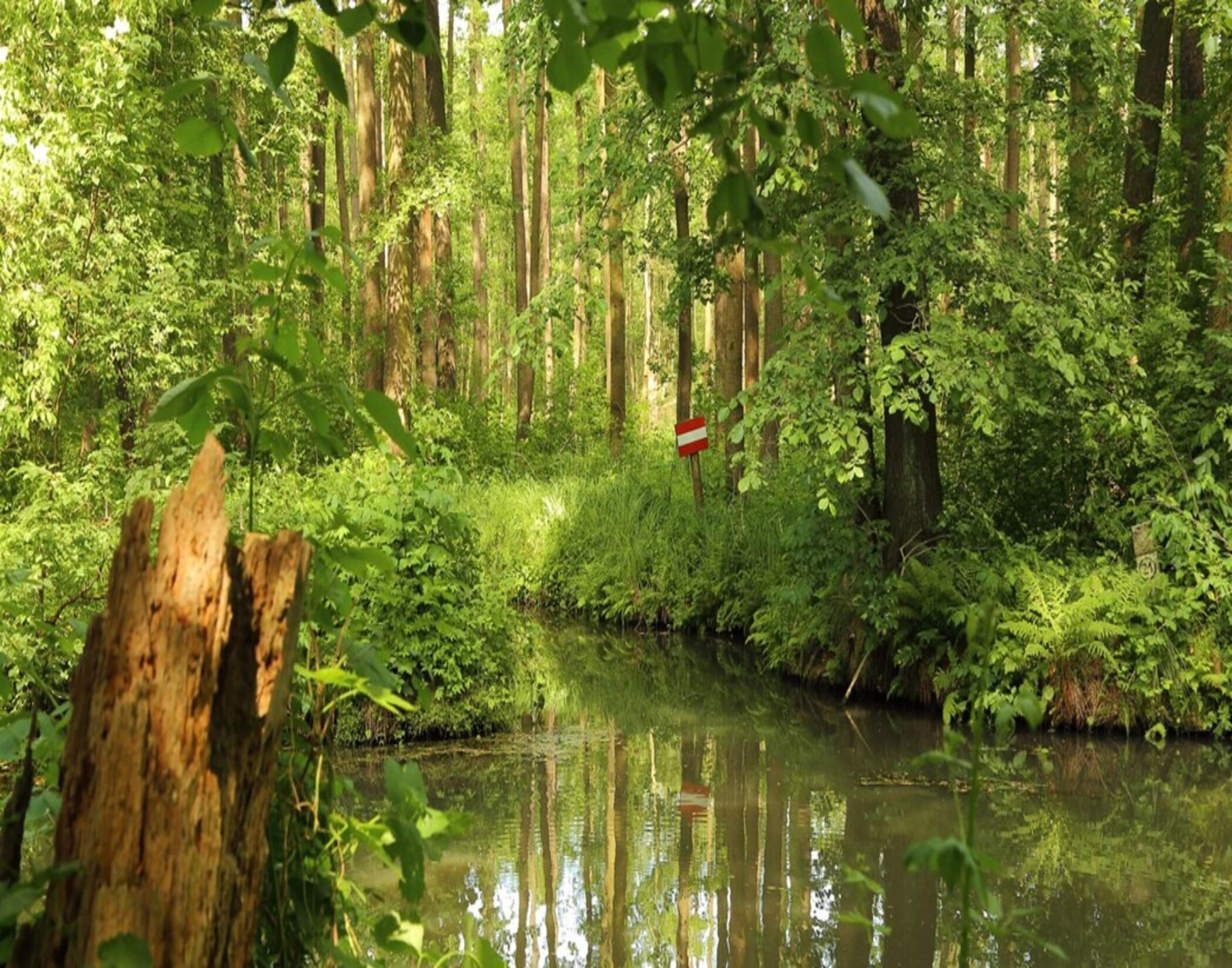 A forested area with a river, dense greenery, and a red and white sign.