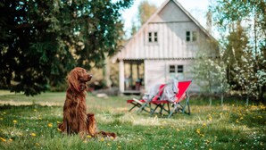 A dog sitting on grass with a house in the background. - Large Holiday Villa With Garden, 6 Bedrooms (Łobez)