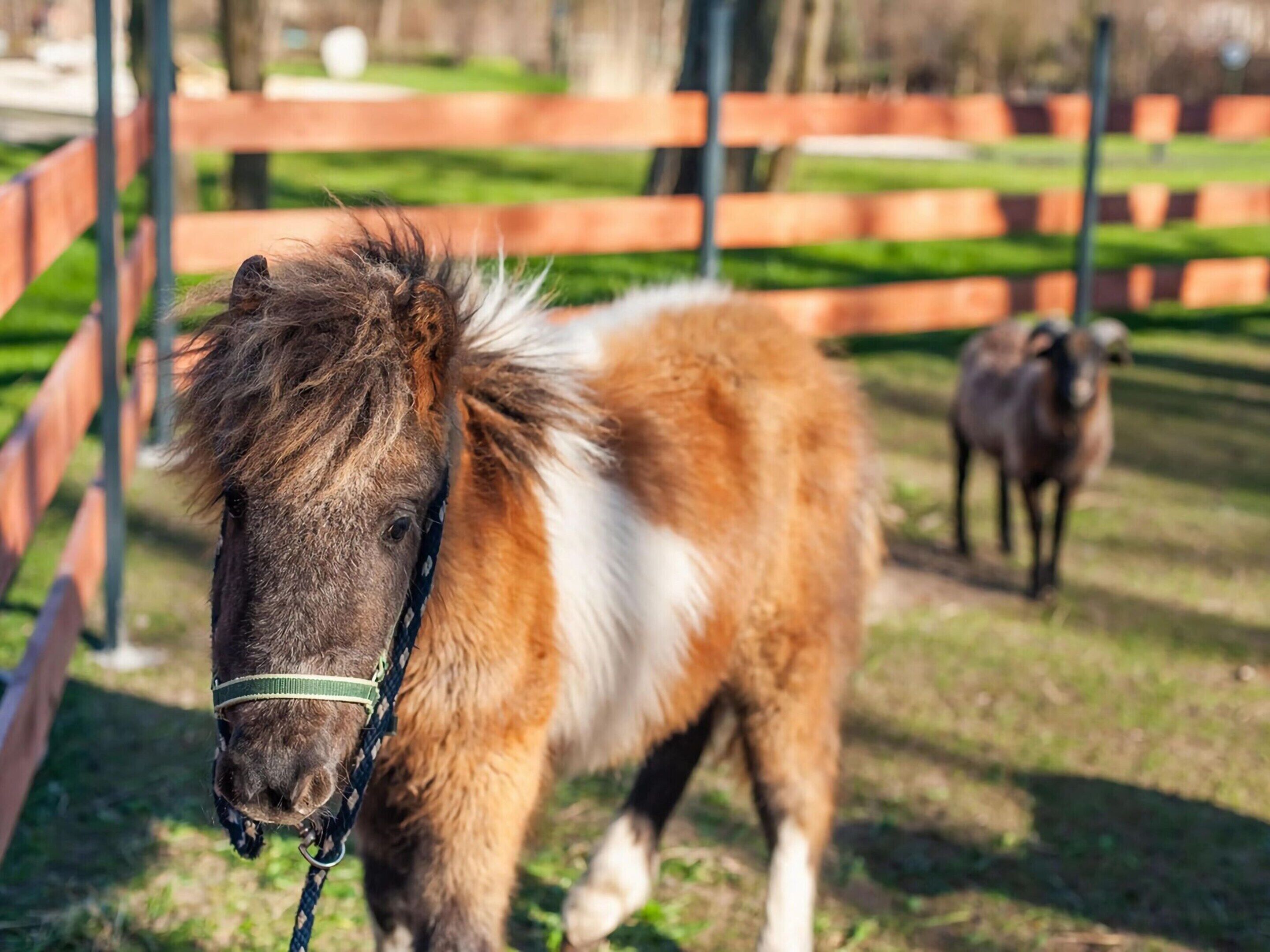 Ein Pony mit einer grünen Halfter in einem eingezäunten Bereich, im Hintergrund ein weiteres Pony.