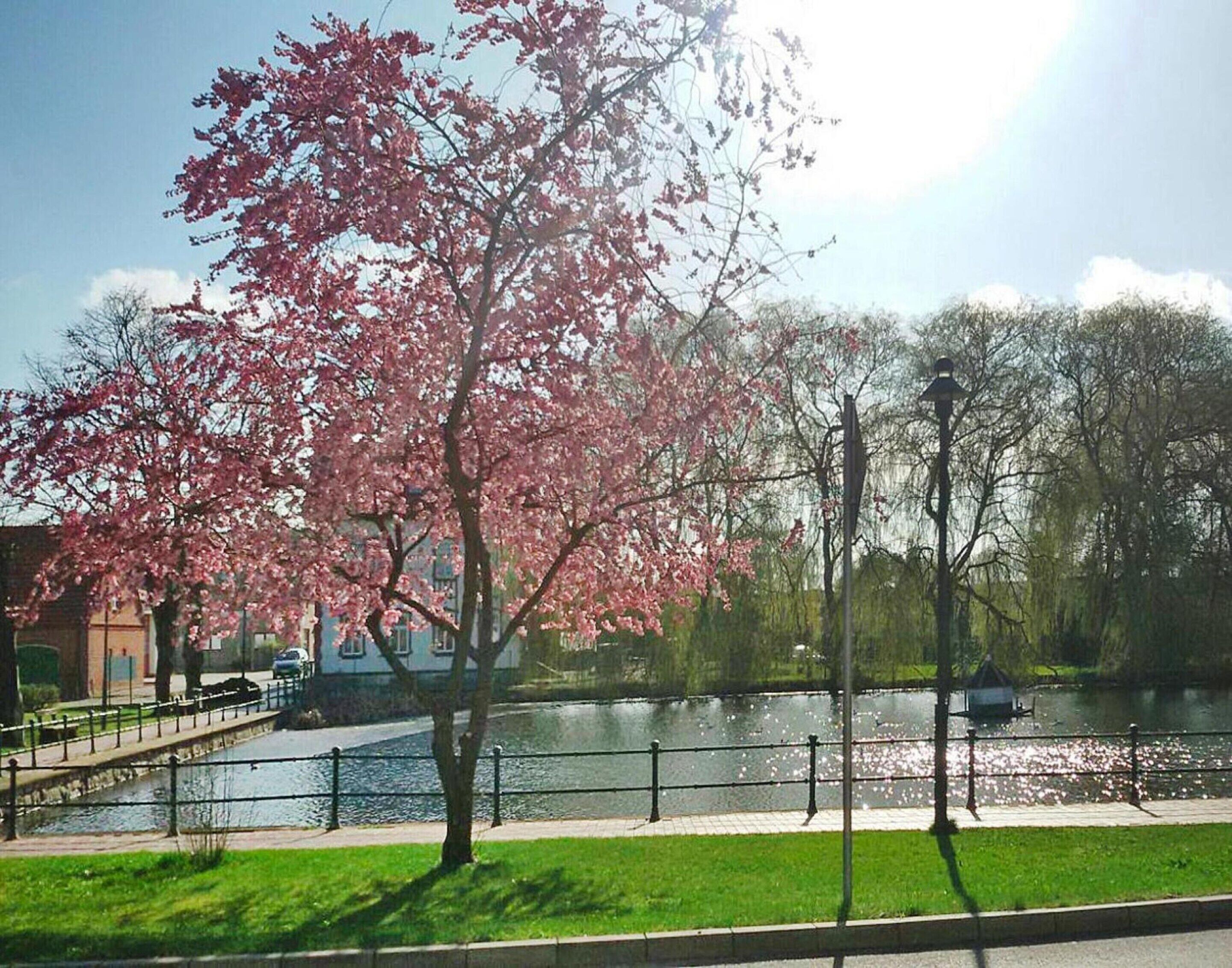 A park with a water body, a pedestrian path, and a bridge.