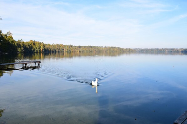 A calm lake with a wooden dock and a swan swimming. - Holiday Home in Parchowo by Lake Mausz (Parchowo)