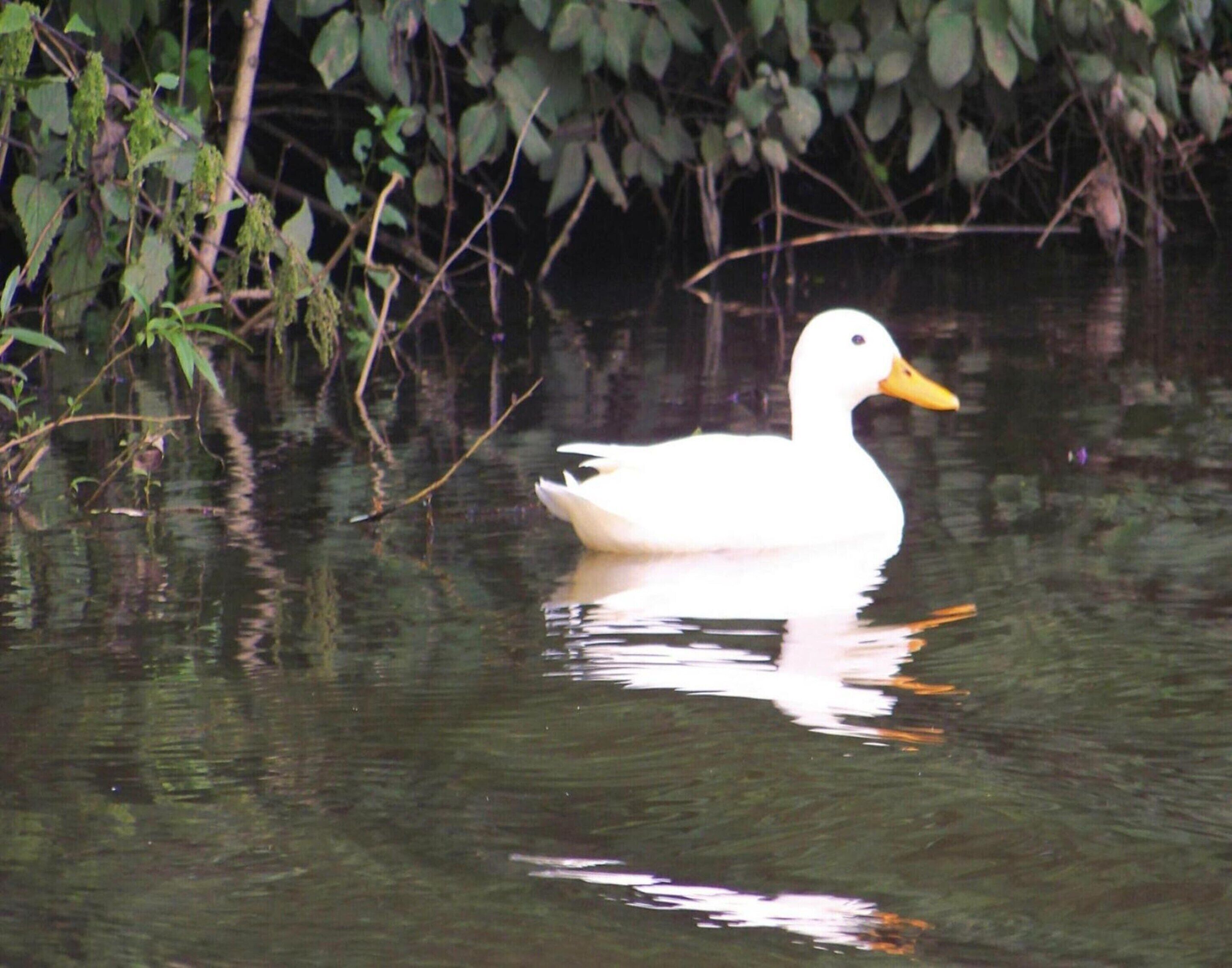 A white duck swimming in a body of water surrounded by greenery.