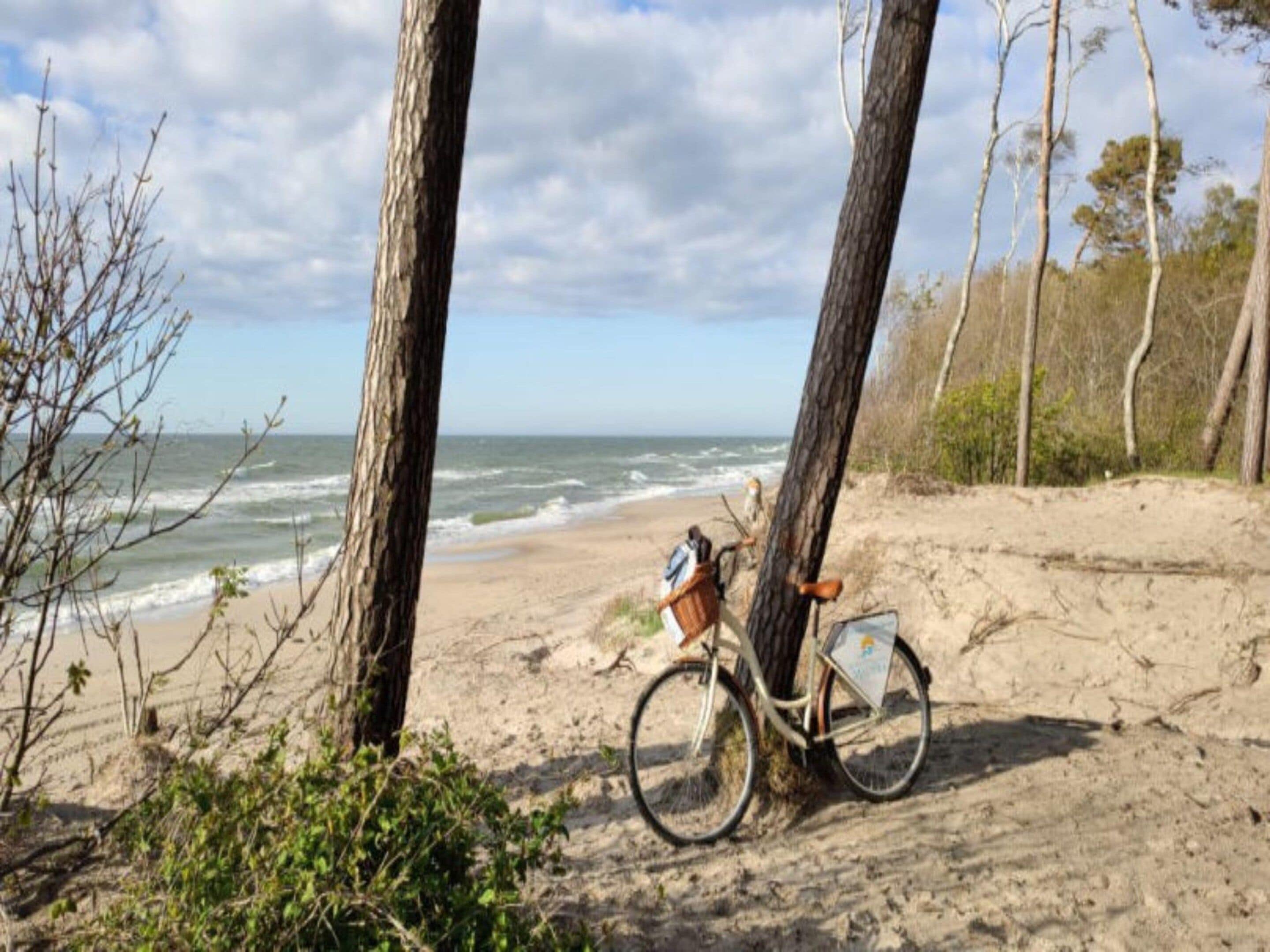 A bicycle parked against a tree on a sandy beach with the ocean in the background.